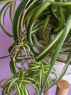 Chlorophytum