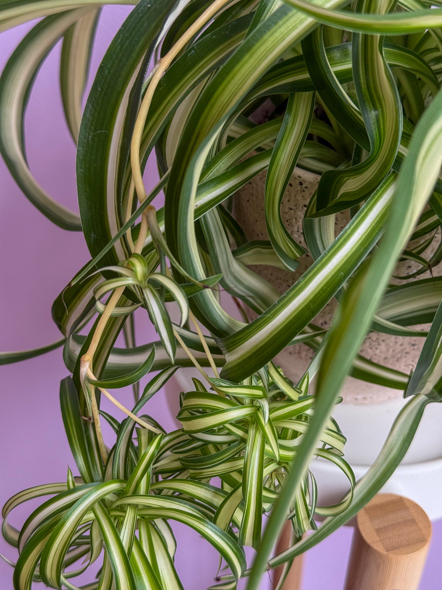 Chlorophytum