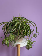 Chlorophytum