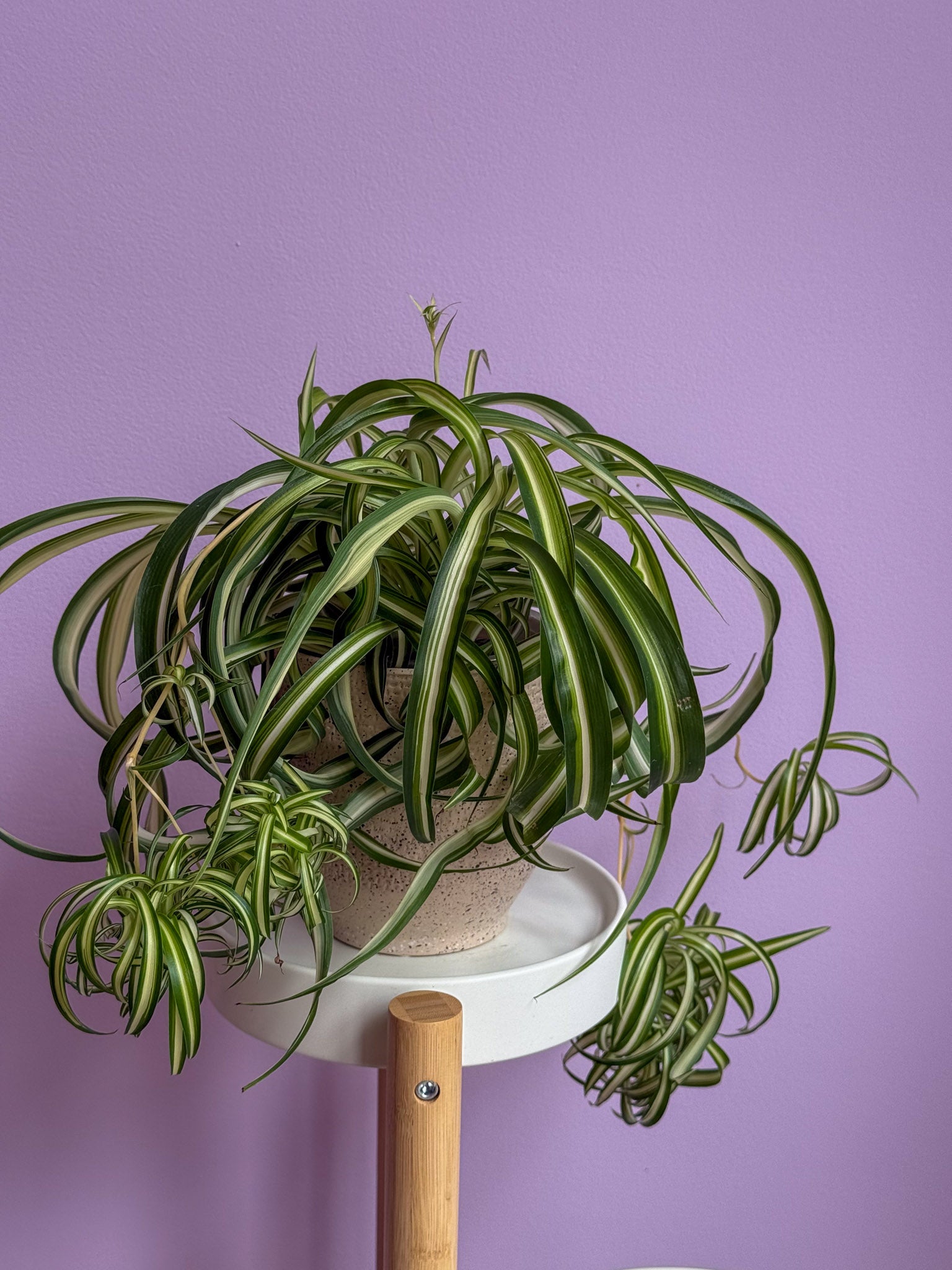 Chlorophytum