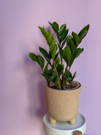 Zamioculcas Zamiifolia
