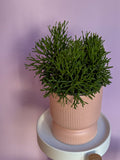 Rhipsalis Cereuscula