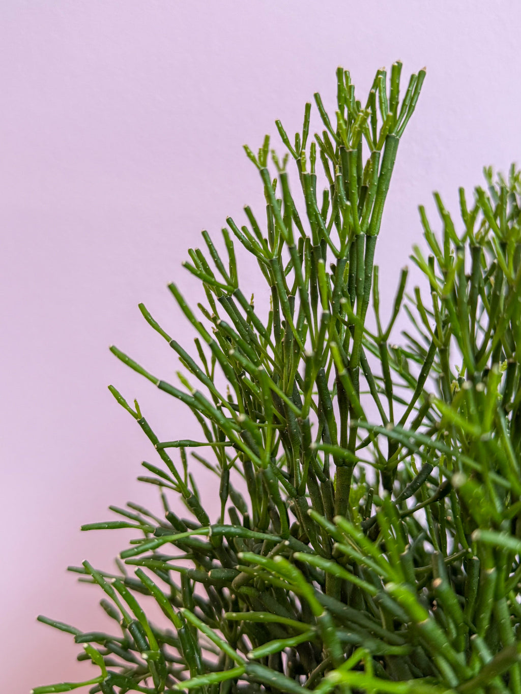 Rhipsalis Cereuscula