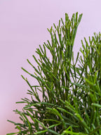Rhipsalis Cereuscula