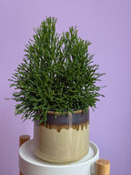 Rhipsalis Cereuscula