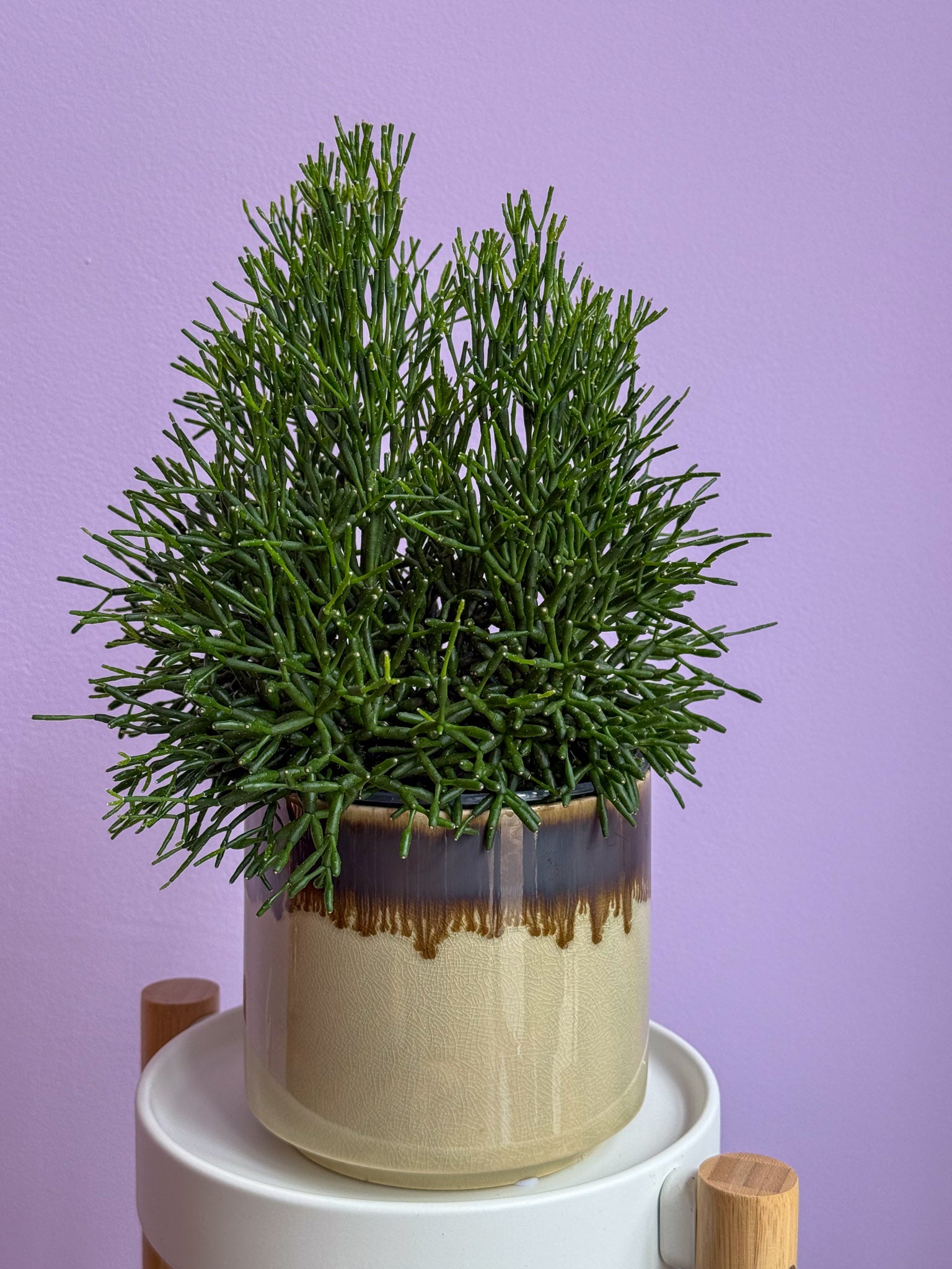 Rhipsalis Cereuscula