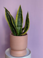 Sansevieria Trifasciata