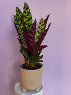 Calathea Lancifolia