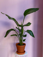 Strelitzia