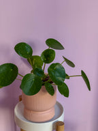 Pilea Peperomioides