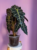 Alocasia Polly