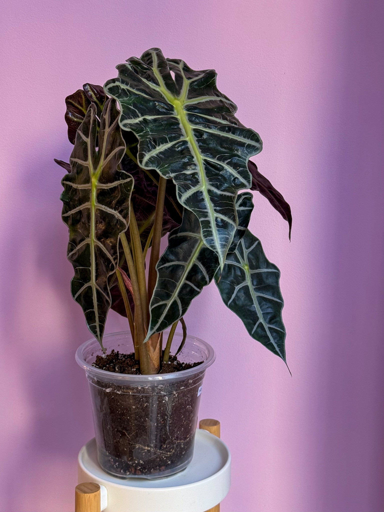 Alocasia Polly