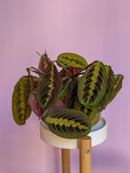 Maranta Fascinator Tricolor