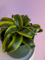 Dracaena Fragrans Surprise