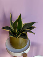 Sansevieria