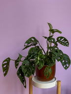 Monstera Adansonii