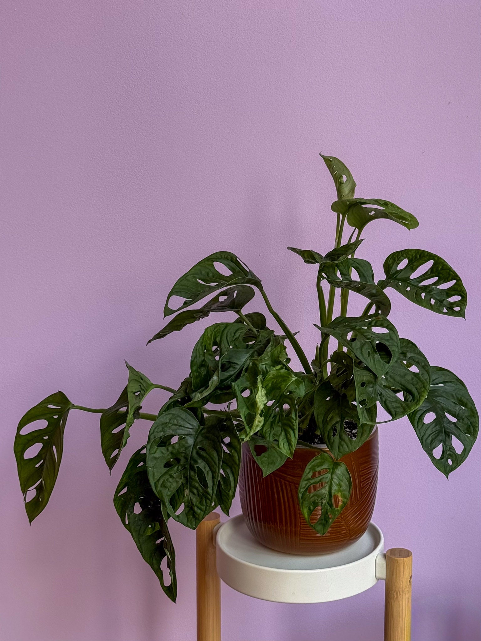 Monstera Adansonii