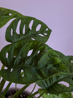 Monstera Adansonii