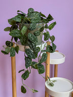 Scindapsus Pictus
