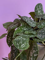 Scindapsus Pictus