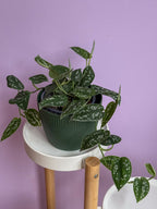 Scindapsus Pictus