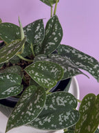 Scindapsus Pictus
