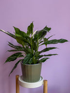 Spathiphyllum Diamond