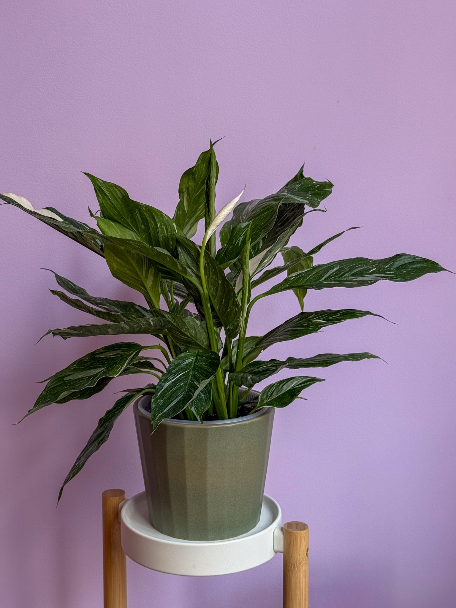Spathiphyllum Diamond