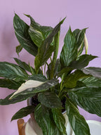 Spathiphyllum Diamond
