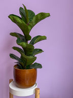 Ficus Lyrata Bambino