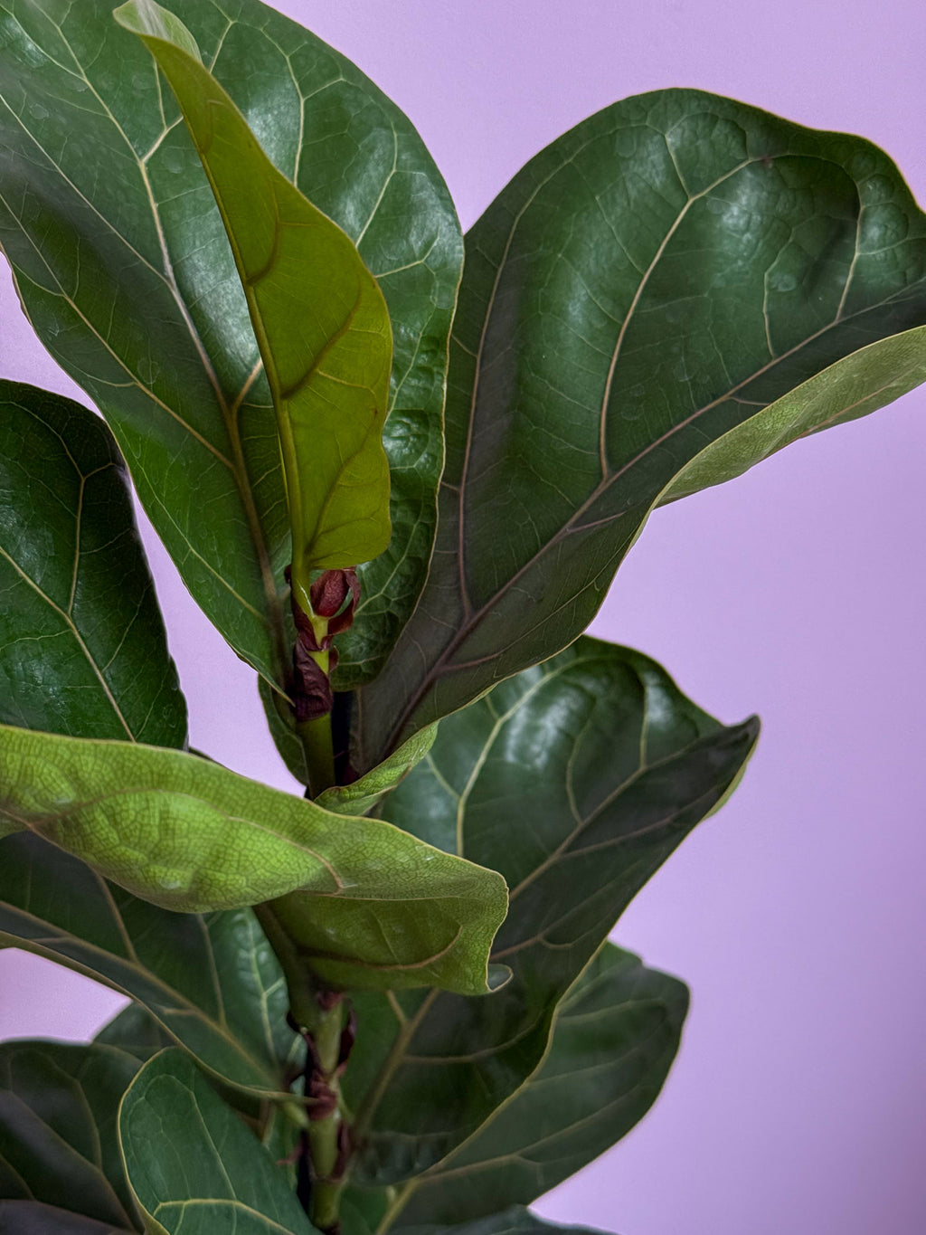 Ficus Lyrata Bambino