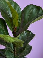 Ficus Lyrata Bambino