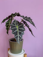 Alocasia Polly