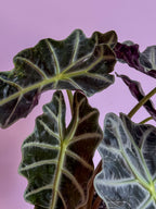 Alocasia Polly