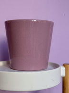 Lilac d12