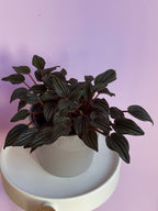 Peperomia