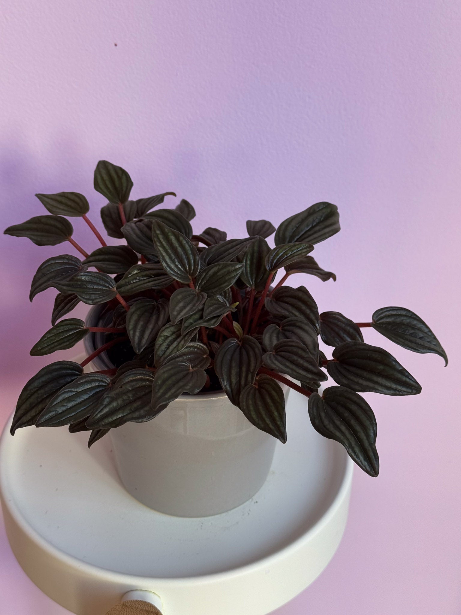 Peperomia