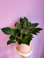 Philodendron Birkin