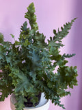 Phlebodium Davana