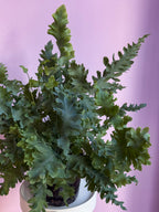 Phlebodium Davana
