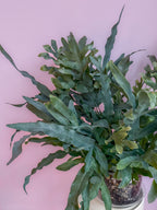 Phlebodium Blue Star