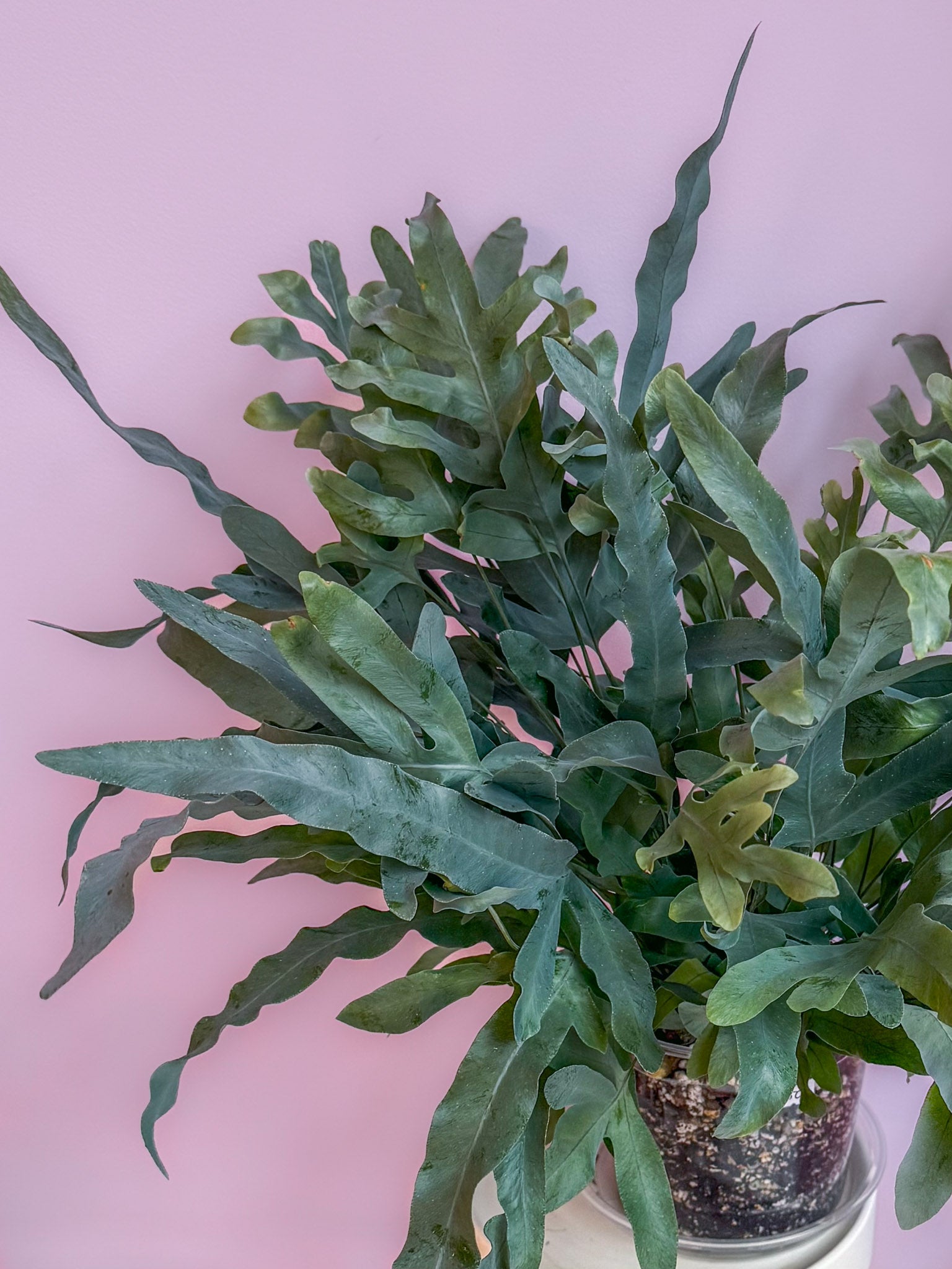 Phlebodium Blue Star