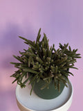 Rhipsalis