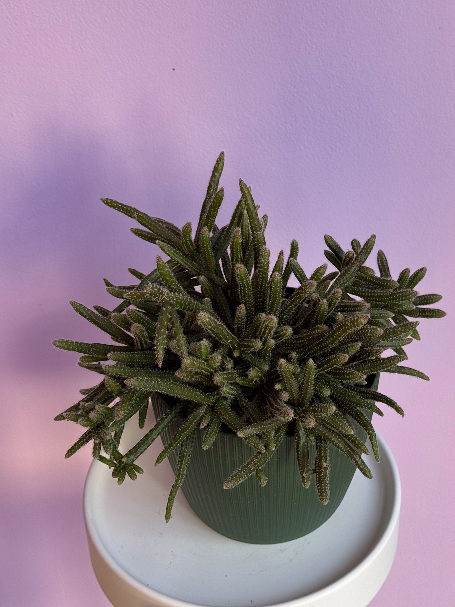 Rhipsalis