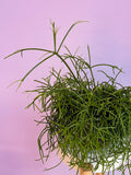 Rhipsalis