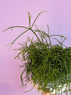 Rhipsalis