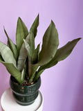 Sansevieria Moonshine