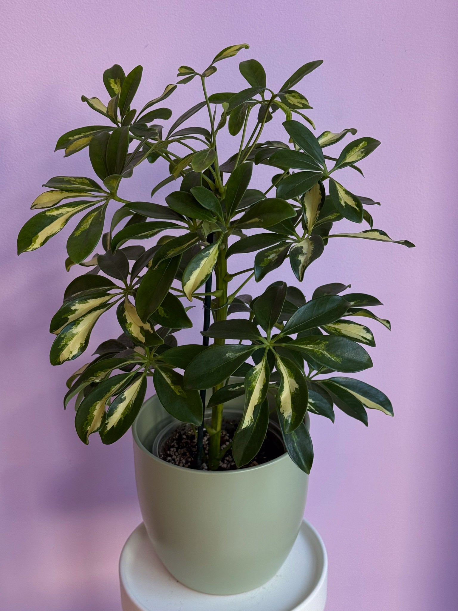 Schefflera